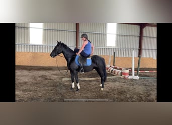 Connemara, Hongre, 4 Ans, 145 cm, Noir