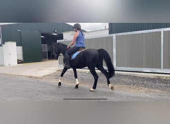 Connemara, Hongre, 4 Ans, 145 cm, Noir