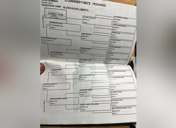 Connemara, Hongre, 4 Ans, 146 cm, Gris