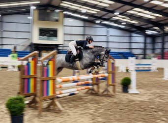 Connemara, Hongre, 4 Ans, 146 cm, Gris pommelé