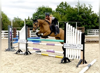 Connemara, Hongre, 4 Ans, 146 cm, Isabelle