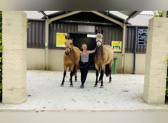 Connemara, Hongre, 4 Ans, 146 cm, Isabelle