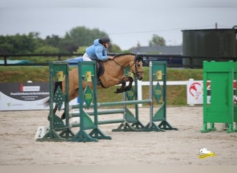 Connemara, Hongre, 4 Ans, 146 cm, Isabelle