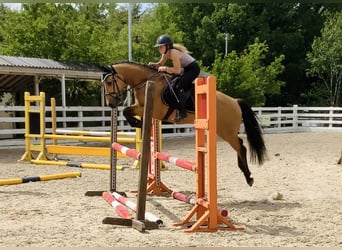 Connemara, Hongre, 4 Ans, 146 cm, Isabelle