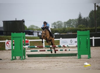 Connemara, Hongre, 4 Ans, 146 cm, Isabelle