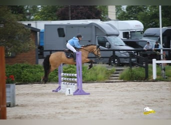 Connemara, Hongre, 4 Ans, 146 cm, Isabelle