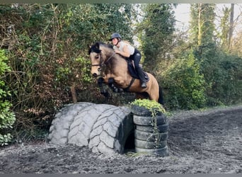 Connemara, Hongre, 4 Ans, 146 cm, Isabelle