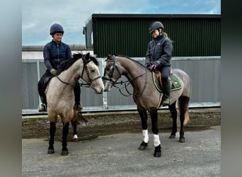 Connemara, Hongre, 4 Ans, 147 cm, Gris