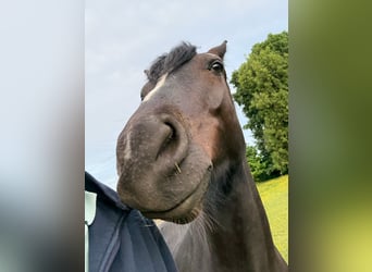 Connemara, Hongre, 4 Ans, 147 cm, Noir