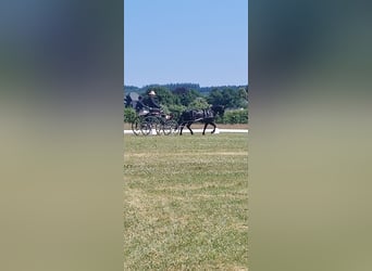 Connemara, Hongre, 4 Ans, 147 cm, Noir