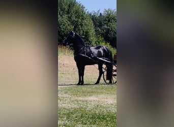 Connemara, Hongre, 4 Ans, 147 cm, Noir