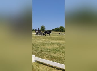 Connemara, Hongre, 4 Ans, 147 cm, Noir