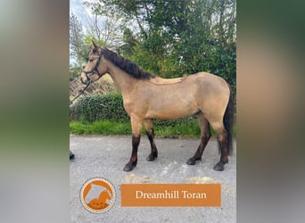 Connemara, Hongre, 4 Ans, 148 cm, Buckskin