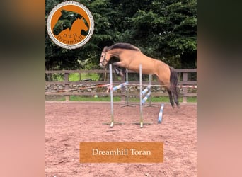 Connemara, Hongre, 4 Ans, 148 cm, Buckskin