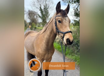 Connemara, Hongre, 4 Ans, 148 cm, Buckskin
