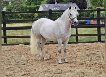 Connemara, Hongre, 4 Ans, 148 cm, Gris