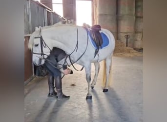 Connemara, Hongre, 4 Ans, 148 cm, Gris