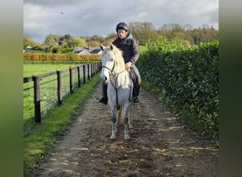 Connemara, Hongre, 4 Ans, 148 cm, Gris