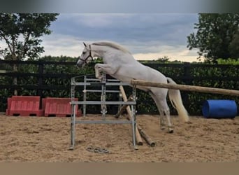 Connemara, Hongre, 4 Ans, 148 cm, Gris