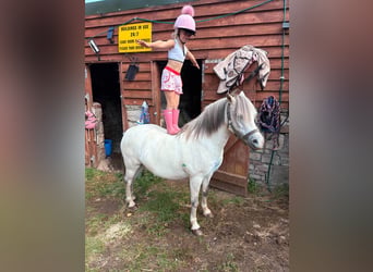 Connemara, Hongre, 4 Ans, 148 cm, Gris