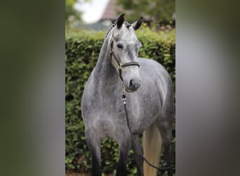 Connemara, Hongre, 4 Ans, 148 cm, Gris