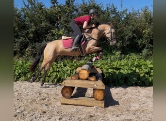 Connemara, Hongre, 4 Ans, 148 cm, Gris noir