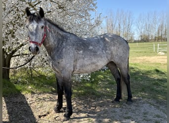 Connemara, Hongre, 4 Ans, 148 cm, Gris pommelé