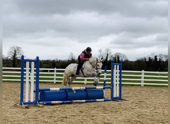 Connemara, Hongre, 4 Ans, 148 cm, Gris