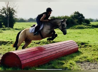 Connemara, Hongre, 4 Ans, 150 cm, Isabelle