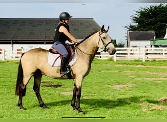 Connemara, Hongre, 4 Ans, 150 cm, Isabelle
