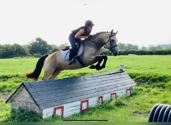 Connemara, Hongre, 4 Ans, 150 cm, Isabelle