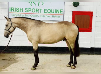 Connemara, Hongre, 4 Ans, 150 cm, Isabelle