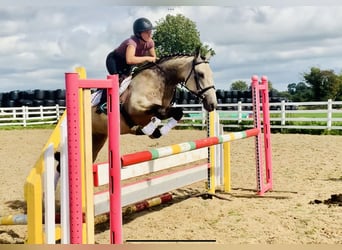 Connemara, Hongre, 4 Ans, 150 cm, Isabelle