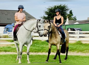 Connemara, Hongre, 4 Ans, 150 cm, Isabelle