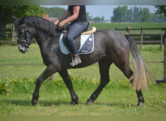 Connemara, Hongre, 4 Ans, 152 cm, Gris