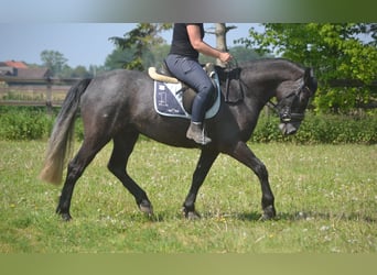 Connemara, Hongre, 4 Ans, 152 cm, Gris