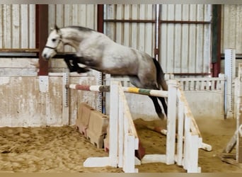 Connemara, Hongre, 4 Ans, 152 cm, Gris