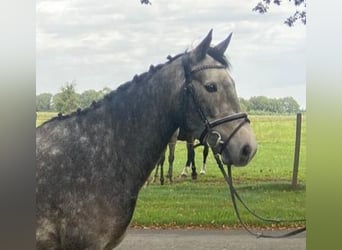 Connemara, Hongre, 4 Ans, 152 cm, Gris pommelé