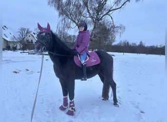 Connemara, Hongre, 4 Ans, 152 cm, Gris pommelé