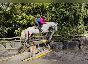 Connemara, Hongre, 4 Ans, 152 cm, Gris pommelé