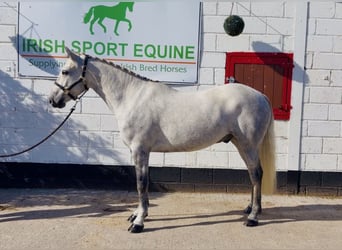 Connemara, Hongre, 4 Ans, 152 cm, Gris pommelé