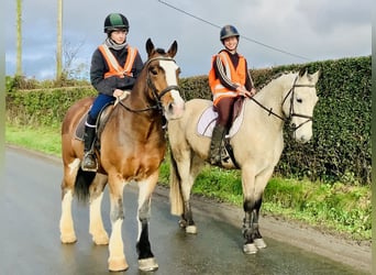 Connemara, Hongre, 4 Ans, 152 cm, Isabelle