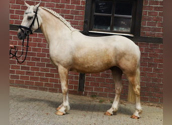 Connemara Croisé, Hongre, 4 Ans, 152 cm, Palomino