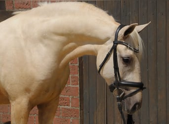 Connemara Croisé, Hongre, 4 Ans, 152 cm, Palomino