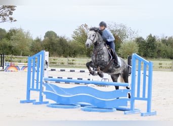 Connemara, Hongre, 4 Ans, 152 cm, Rouan bleu