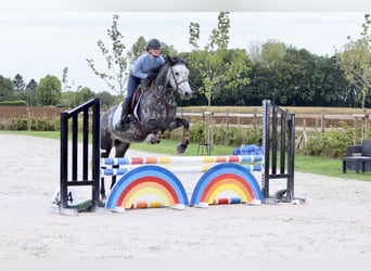 Connemara, Hongre, 4 Ans, 152 cm, Rouan bleu