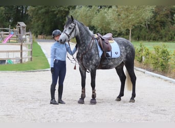 Connemara, Hongre, 4 Ans, 152 cm, Rouan bleu