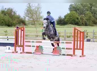 Connemara, Hongre, 4 Ans, 152 cm, Rouan bleu