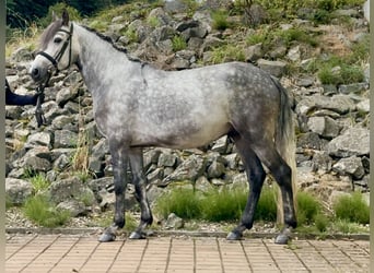 Connemara, Hongre, 4 Ans, 154 cm, Gris (bai-dun)