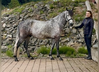 Connemara, Hongre, 4 Ans, 154 cm, Gris (bai-dun)